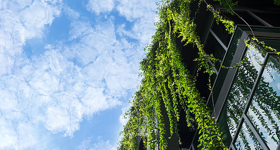 Glass-building-house-covered-by-green-ivy-with-blue-sky